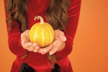 Şirin balkabağı. Cadılar Bayramı özelliği. Elinde küçük dekoratif bir balkabağı var. Hasat ve bakkal. Jack Fener konsepti. Balkabağı sebzesi. Sağlıklı yiyecekler. Doğal ürün. Ev yapımı sebzeler