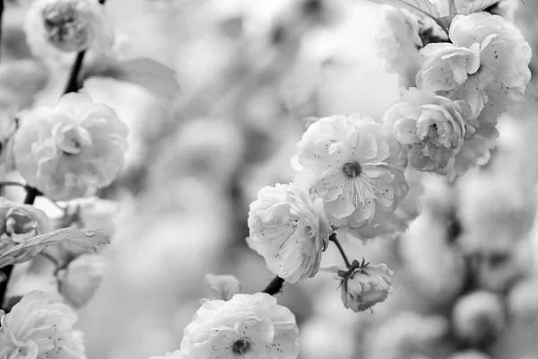 Είσαι τόσο όμορφη. Sakura ανθισμένο δέντρο., φυσικό φόντο λουλουδιών. όμορφα ανοιξιάτικα λουλούδια. Ροζ λουλούδι δέντρου. νέα αρχή της ζωής. την ανάπτυξη της φύσης και το ξύπνημα. Η μέρα των γυναικών. ημέρες διακοπών μητέρων — Φωτογραφία Αρχείου