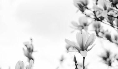 Spa zamanı. Manolya çiçeği açan ağaç, doğal çiçek arkaplanı. Güzel bahar çiçekleri. Pembe manolya ağacı çiçeği. Yeni bir hayat başlıyor. Doğa gelişiyor ve uyanıyor. Kadınlar Günü 'nde. Anneler günü tatili
