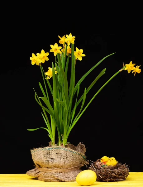 Narcissen in gele kleur gewikkeld in een zakje bij het vogelnest — Stockfoto