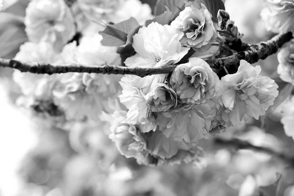 Άρωμα και άρωμα. Άνοιξη. Ευαισθησία. Κλάδος της Σακούρα. Έννοια αρωμάτων. Λουλούδια Sakura. Sakura λουλούδια στο παρασκήνιο από κοντά. Floral φόντο. Βοτανικός κήπος έννοια. Ευγενική άνθιση — Φωτογραφία Αρχείου