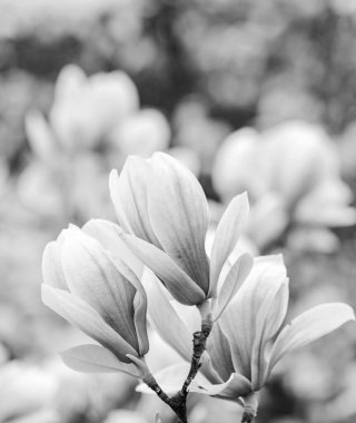 Botanik ve bahçe işleri. Manolya dalı. Manolya çiçekleri. Magnolia çiçekleri yakın plan. Çiçek arkaplanı. Botanik bahçesi konsepti. Yumuşak bir çiçek. Aroma ve parfüm. Bahar mevsimi