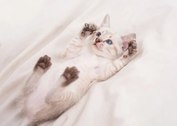 Χαριτωμένο λευκό γατάκι με μπλε μάτια. Αξιολάτρευτη Περσική γάτα. Γατάκι σε λευκό φόντο. Μικρό αρπακτικό. Το γατάκι παίζει σε λευκό κρεβάτι. μικρό λευκό πορτρέτο γατάκι. Γενεαλογικό κατοικίδιο. Απλά διασκεδάζω. — Φωτογραφία Αρχείου