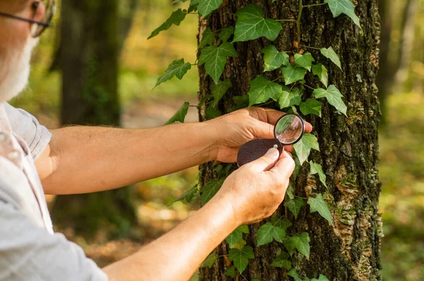 Putting under magnifying glass. Round magnifying lens held in male hands. Examining tree leaves with magnifying glass. Nature study. Discovery and exploration. Magnifying power