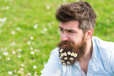Sakallı papatya ya da papatya çiçeği olan bir adam baharın, yeşil çayır arka planının tadını çıkarır. Düşünceli maço doğada vakit geçirir, bahar günü dışarıda dinlenir. Rahatlama ve doğa konseptiyle birlik