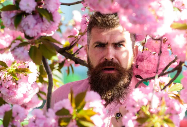 Homem com barba e bigode no rosto confuso perto de flores sakura. Hipster em camisa rosa perto do ramo de sakura. Homem barbudo com corte de cabelo elegante com flores no fundo, de perto. Conceito de perfumaria . — Fotografia de Stock