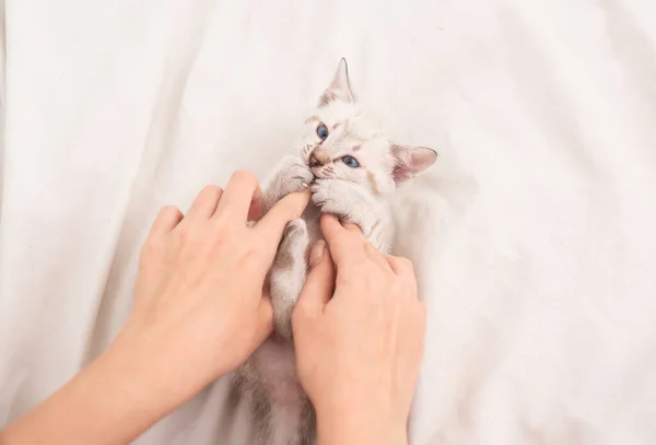 Feliz gato encantador. Lindo gatito en las manos de la mujer. terapia de mascotas. gatito peludo blanco acostado en la cama. mujer cuidar de su pequeño gatito. confianza y apoyo. amistad entre humano y mascota — Foto de Stock