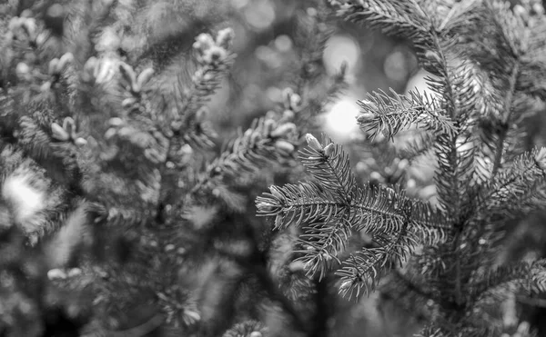 圣诞节快到了松树的枝条靠得很近.针叶树常绿云杉树.永生永恒的生命云杉或针叶树。天然背景下冷杉或针叶的选择焦点 — 图库照片