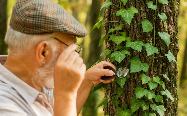 虫眼鏡で調べます。ガラス選択焦点を拡大します。老人は虫眼鏡で葉を見る。虫眼鏡で探検。拡大と調査。自然観察 — ストック写真