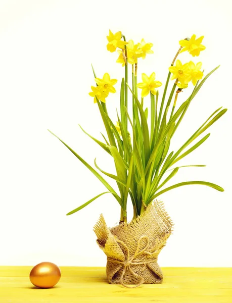 Spring yellow narcissus, golden easter egg isolated on white — Stock Photo, Image