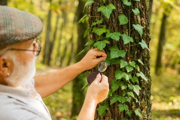 De volta à natureza. Homem idoso examina folhas de árvores com lupa. Velho na floresta explorando a natureza. Observação da natureza é relaxamento. Salve árvores, salve a natureza. Dia do ambiente — Fotografia de Stock