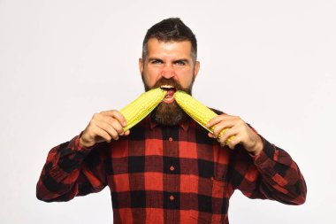 Adam hasat gösteriyor. Kızgın suratlı, sarı mısırlı çiftçi.