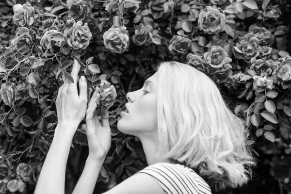 Αρώματα και καλλυντικά. Γυναίκα μπροστά από ανθισμένες τριανταφυλλιές. Άνθος άγριων τριαντάφυλλων. Μυστική ιδέα κήπου. Άρωμα τριαντάφυλλων. Κορίτσι αξιολάτρευτο ξανθιά μυρωδιά άρωμα ροζ ανθίζει. Άνοιξη και καλοκαίρι — Φωτογραφία Αρχείου