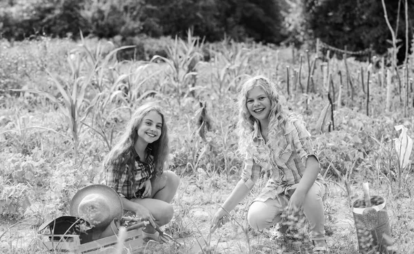 Niñas plantando plantas. Jardín y camas. Niños rústicos trabajando en el jardín. Concepto agrícola. Cultivando verduras. Plantación y riego. Plantar verduras. Hermanas juntas ayudando en la granja —  Fotos de Stock