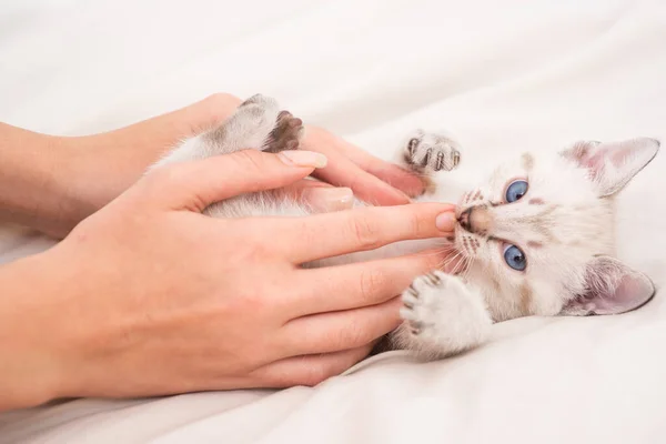 Λευκή γατούλα με κουκούλι. χνουδωτό γατάκι ξαπλωμένο στο κρεβάτι. Γάτα αγάπη από το χέρι λαβή στο χέρι. Αγαπώ τα ζώα. Η γυναίκα φροντίζει το γατάκι της. εμπιστοσύνη και υποστήριξη. φιλία μεταξύ ανθρώπου και κατοικίδιου ζώου — Φωτογραφία Αρχείου