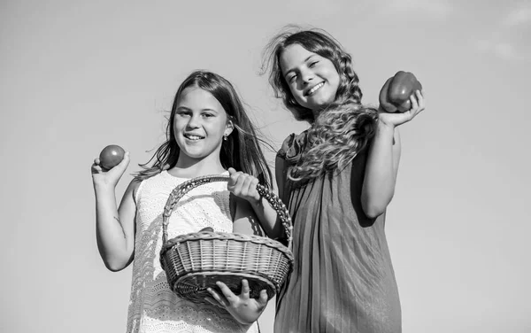 First experience. kids on summer farm. Organic food. small girls vegetable in basket. Only natural. harvest vitamin. spring market garden. children farming. autumn harvest. healthy food is happy life — Stock Photo, Image
