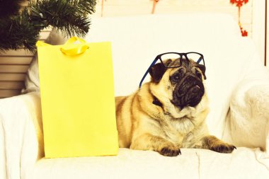 Gözlüklü ve alışveriş paketli sevimli bir köpek.