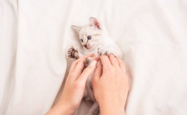 Kadının ellerinde sevimli bir kedi yavrusu. Kız güzel kedi yavrusuyla oynuyor. Beyaz tüylü kedi yavrusu. Küçük kedi yavrusuna iyi bak. İnsan ve evcil hayvan arasındaki arkadaşlık. Eğlenmene bak. Mutlu sevimli kedi.