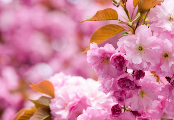 Sakura árvore florescendo., fundo floral natural. lindas flores de primavera. flor de cerejeira rosa. novo começo de vida. crescimento da natureza e acordar. Dia das mulheres. feriado dia mães — Fotografia de Stock