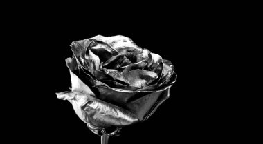 Sonsuz güzellik. Botanik konsepti. Güzel gümüş çiçekler. Çiçek dükkanı. Metalik çelik ya da altın rengi. Moda ve güzellik. Çiçekler metalik boyayı kapatmış. Metal çiçekler. Şık bir buket