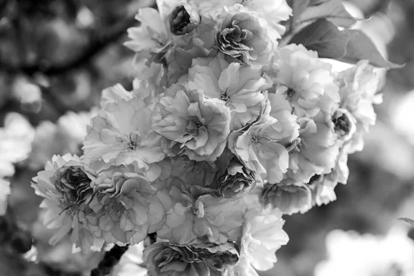 Voorjaarsstemming. sakura bloeiende boom., natuurlijke bloemen achtergrond. mooie lentebloemen. roze kersenboom bloem. Een nieuw leven begint. natuurgroei en ontwaken. Vrouwendag. Moederdag vakantie — Stockfoto