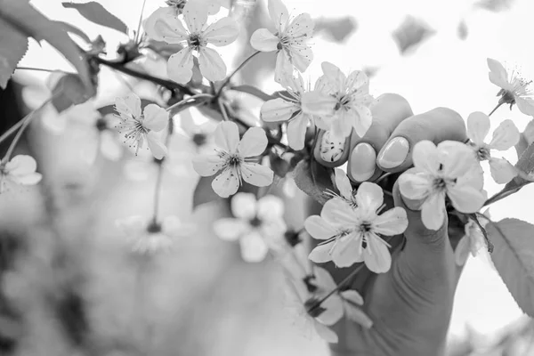 Spring allergy. Botany and gardening. Pollen allergy. Seasonal allergy. Botanical garden concept. White flowers. Cherry flowers background close up. Tender bloom. Floral backdrop. Aroma and fragrance — Stock Photo, Image