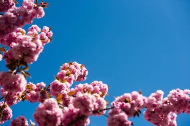 Mavi güneşli gökyüzü arka planında sakura dalı. Doğal güzellik. Güzel bir bahar günü. Kadınlar günü tebrik kartı, fotokopi alanı. 8 Mart. Anneler Günün kutlu olsun. Yaz tatili. Doğal kozmetik, spa
