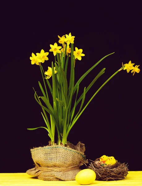 Narcissi en couleur jaune enveloppé dans un sac près du nid d'oiseaux — Photo