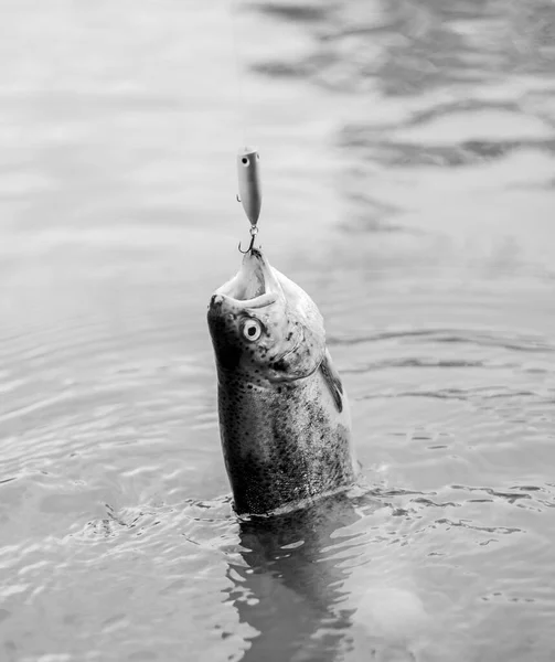 水の中の魚湖で釣りいいキャッチだマスの餌だ魚を捕まえろ罠に落ちろ!フックの上の魚平静と希望のないフライフィッシング・トラウトレクリエーションとレジャー趣味・スポーツ活動 — ストック写真