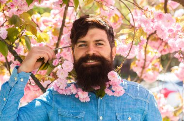 Çiçek açan çiçeklerin yanında sakallı ve bıyıklı bir adam. Bahar günü. Kirazlı adam ya da sakallı sakura çiçekli. Doğa kavramıyla birlik. Kiraz çiçekli hippi. Sakura çiçeğinin tadını çıkar.