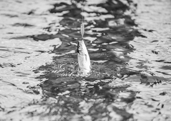 Hobby Angeln. Fischerei. Angelausrüstung. Wilde Natur. Fisch im Fluss. Gear and Köder Konzept. Der Beruf des Fischers ist einfach. Flossen und Schuppen. Süßwasserfische am Haken. Forellen im Wasser aus nächster Nähe — Stockfoto