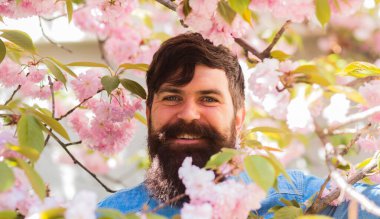 Sakura 'nın çiçek açtığı hippi. Bahar sakurası çiçek açar. Mutlu Paskalyalar. Kiraz çiçeği içinde vahşi olgun bir hippi. Sakallı adam sakura çiçeğinin tadını çıkar. Bahar gününün tadını çıkarıyorum. Bahar tarzı. Ben bir pınarım.