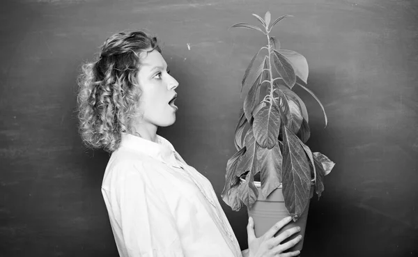 Cultivando plantas en el aula de la escuela. chica estudiante sorprendida con planta en pizarra. estudio de naturaleza escolar. educación ambiental. profesora de gafas en la clase de biología. árbol del conocimiento —  Fotos de Stock