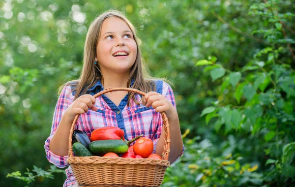 Yemek blogcusu. Çocuk yaz çiftliğinde. Organik yiyecekler. hasat vitamini. Bahar pazarı bahçesi. Sepette küçük bir sebze kız. Çok doğal. Çocuklar için sağlıklı yiyecekler. Mutlu küçük çiftçi. Sonbahar hasadı — Stok fotoğraf