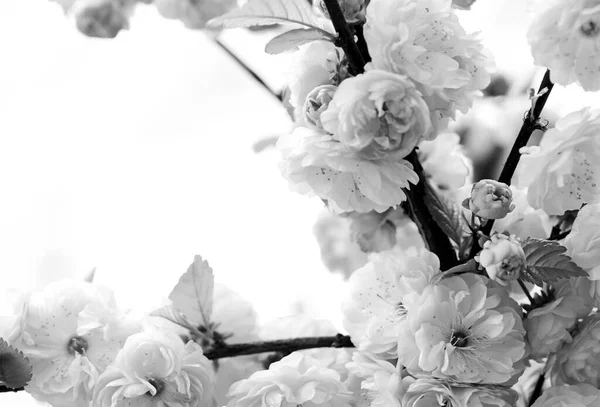 Sakura ανθισμένο δέντρο., φυσικό φόντο λουλουδιών. όμορφα ανοιξιάτικα λουλούδια. Ροζ λουλούδι κερασιάς. νέα αρχή της ζωής. την ανάπτυξη της φύσης και το ξύπνημα. Η μέρα των γυναικών. Γιορτές μητέρων. Ώρα να χαλαρώσεις. — Φωτογραφία Αρχείου