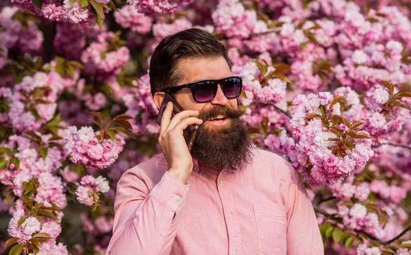 Bearded man in pink shirt talking by phone. Springtime. brutal mature hipster speak on phone in cherry bloom. bearded man enjoy sakura blossom. nice conversation. calling for date. his happy day