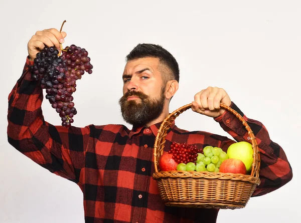 Jordbrukare med stolt ansikte presenterar äpplen, tranbär och mogna druvor. — Stockfoto