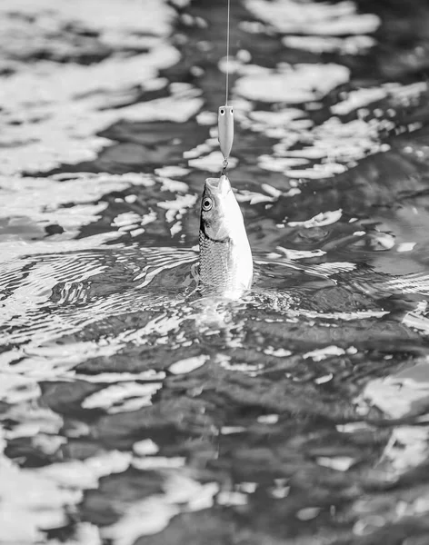 Χόμπι και αθλητική δραστηριότητα. Καλή ψαριά. Ιπτάμενη πέστροφα αναψυχή και αναψυχή εξωτερική. στασιμότητα και απελπισία. Πέφτουν στην παγίδα. Ψάρι στο αγκίστρι. δόλωμα πέστροφας. Πιάσε ψάρια. αλιεία στη λίμνη — Φωτογραφία Αρχείου