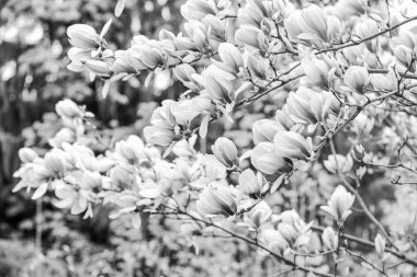 Yumuşak bir çiçek. Çiçek arkaplanı. Botanik bahçesi konsepti. Aroma ve parfüm. Bahar sezonu. Botanik ve bahçe işleri. Manolya dalı. Manolya çiçekleri. Manolya çiçekleri arkaplanı kapatın