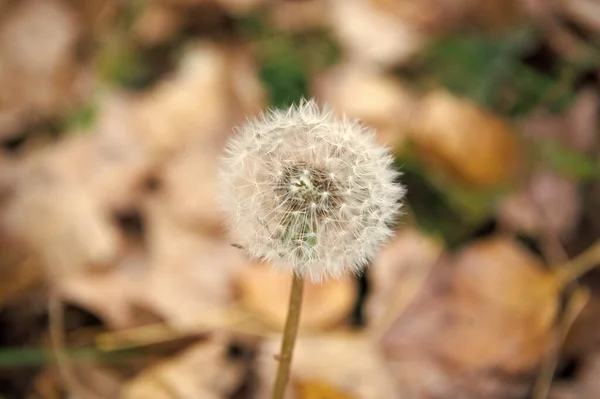 Blowball zblízka. Pampeliška květina se semeny na přirozeném pozadí. Blowball na podzim. Podzimní sezóna. Alergické reakce na pyl. Krása přírody. Poslední foukací koule. Osamělý foukací — Stock fotografie