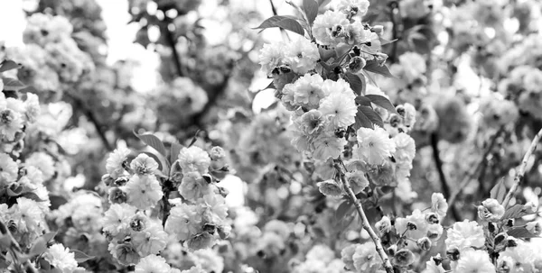 桜の花。バックグラウンドに桜の花を閉じる。花の背景。植物園のコンセプト。開花。香りと香り。春だ。優しさ。桜の枝。香水のコンセプト — ストック写真