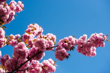 Bahar duyurusu kopyalama alanı. Botanik bahçesi konsepti. Yumuşak bir çiçek. Aroma ve parfüm. Bahar sezonu. Bir dal sakura. Sakura çiçekleri. Arka plandaki Sakura çiçekleri yakın plan. Çiçek arkaplanı