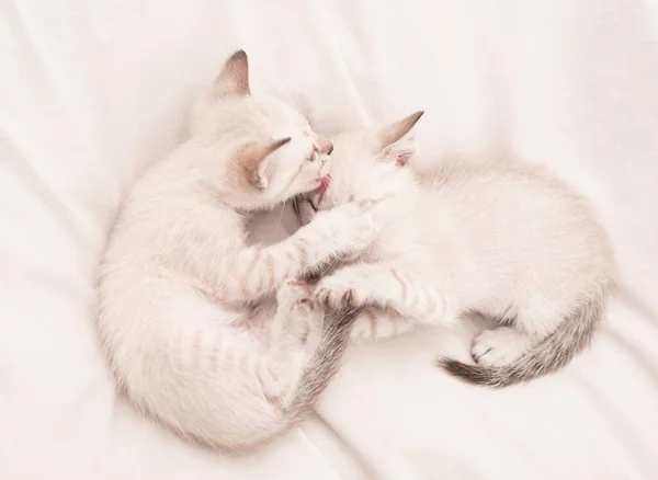 Μικρά χαριτωμένα γατάκια χαλαρώνουν σε λευκά σεντόνια. Μικρή γάτα. Όμορφα λευκά γατάκια. Ευγενική και όμορφη. Λευκά γατάκια παίζουν μεταξύ τους. Καλύτεροι φίλοι. Οικογένεια γατών. Κατοικίδια έννοια. Μοιραστείτε την αγάπη. Άνετο σπίτι. — Φωτογραφία Αρχείου