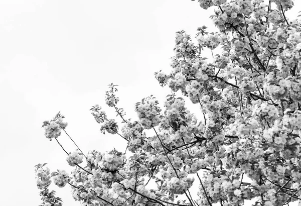 Wszędzie wiosna. sakura kwitnące drzewo., naturalne tło kwiatowe. Piękny wiosenny kwiat. różowy kwiat wiśni. nowe życie się zaczyna. przyrost przyrody i budzenie się. Dzień kobiet. urlop macierzyński — Zdjęcie stockowe