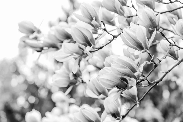 Ευγενική άνθιση. Άρωμα και άρωμα. Άνοιξη. Βοτανική και κηπουρική. Κλάδος της Μανόλια. Λουλούδια μανόλια. Μανόλια λουλούδια φόντο από κοντά. Floral φόντο. Βοτανικός κήπος έννοια — Φωτογραφία Αρχείου