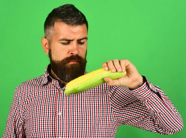 Landwirt mit interessiertem Gesicht hält gelben Mais in der Hand. — Stockfoto