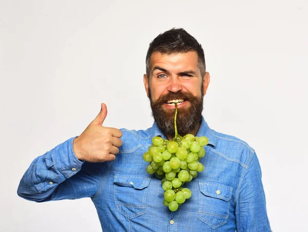 Vinodling och trädgårdskoncept. Man med skägg håller gröna druvor — Stockfoto
