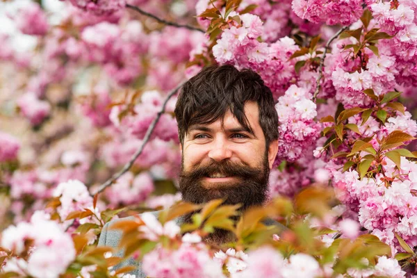 Hipster en fleur de cerisier. Un homme en fleur de sakura. Événements d'avril. Fleurs roses tendres. Week-end dans le concept de jardin. Promenade dans le parc. La beauté naturelle m'entoure. Un bel homme barbu dehors. Joyeuse Pâques — Photo