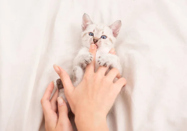 Een dierenwinkel. Klein schattig poesje relax. Kleine kat. Schattig wit katje. Zacht en mooi. Wit poesje spelen met vrouwelijke handen. Huisdier concept. Liefde delen. Gezellig thuis. Speel met poesje. Zorg en liefde — Stockfoto