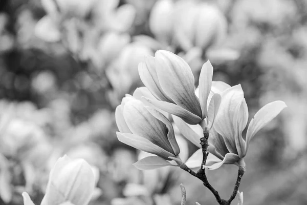 Voorjaarsseizoen. Botanie en tuinieren. Een tak van magnolia. Magnolia bloemen. Magnolia bloemen achtergrond close-up. Bloemen achtergrond. Botanische tuin concept. Een tedere bloei. Aroma en geur — Stockfoto